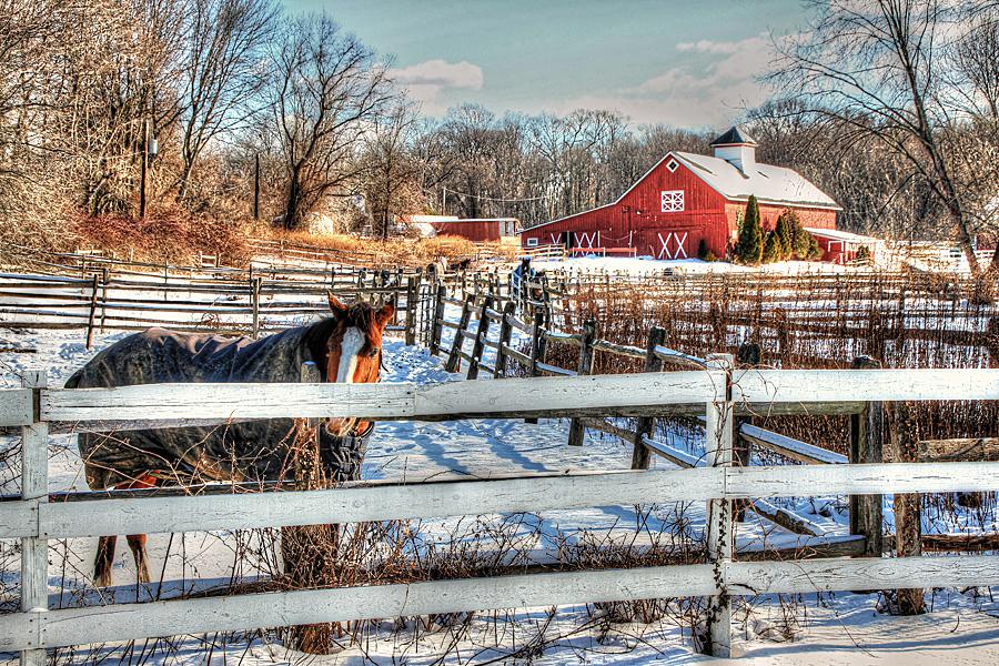 Horse In Snow | Shutterbug